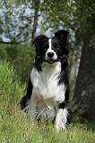 BORDER COLLIE 883